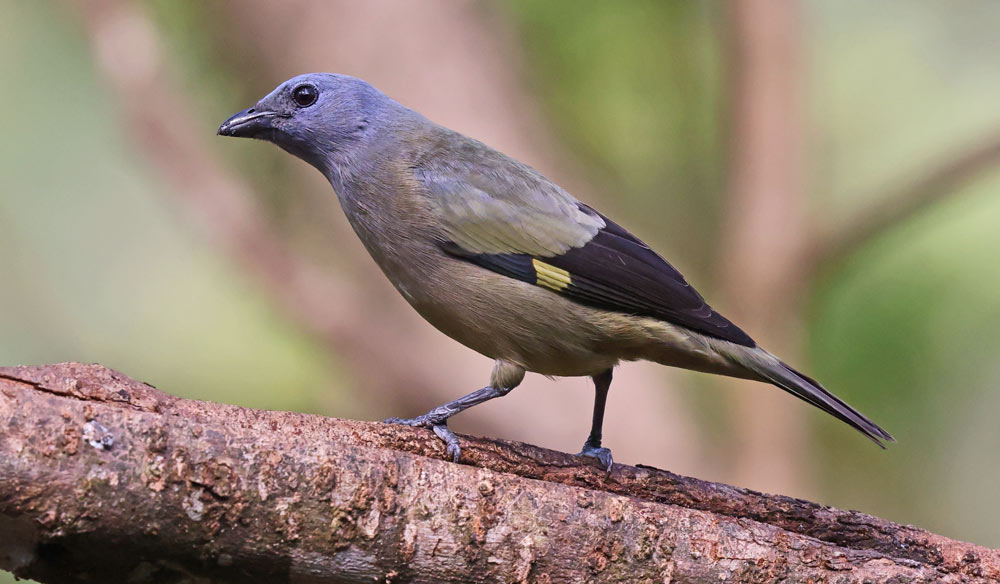 Yellow-winged Tanager