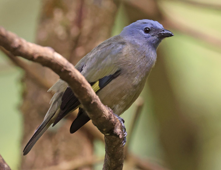 Yellow-winged Tanager