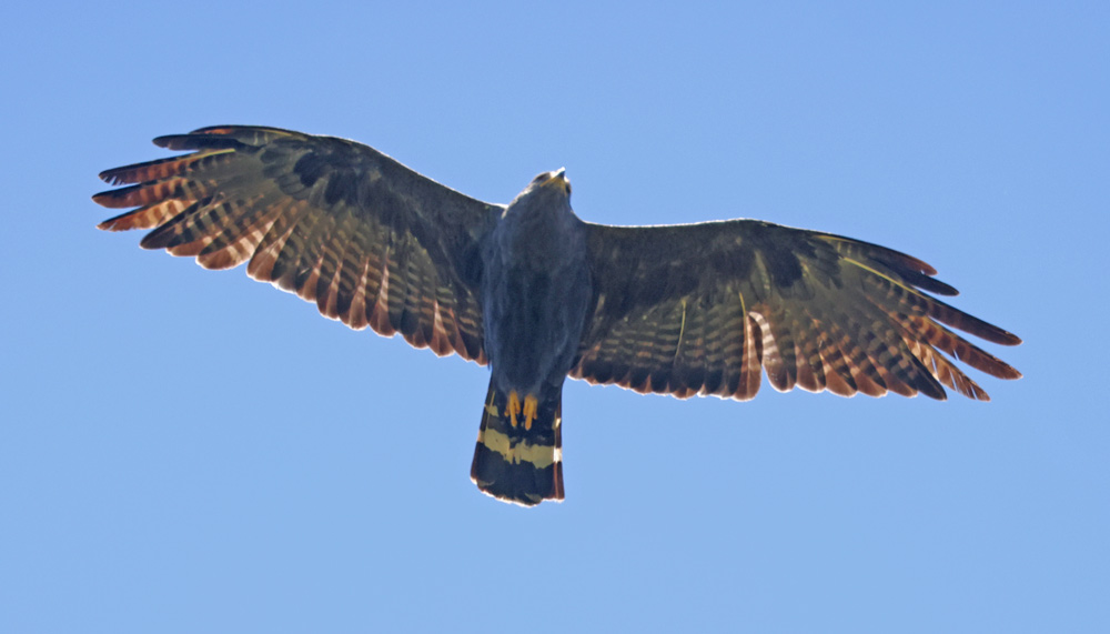 Zone-tailed Hawk
