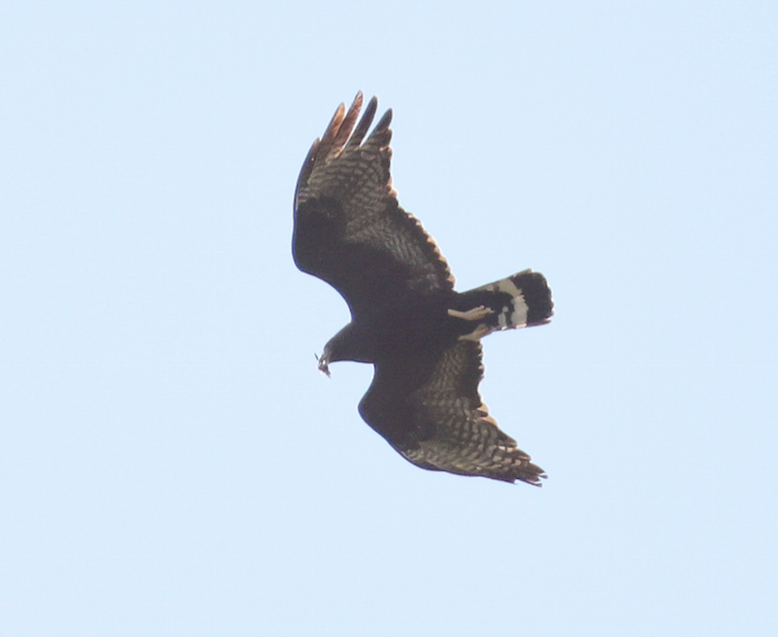 Zone-tailed Hawk (adult in flight)