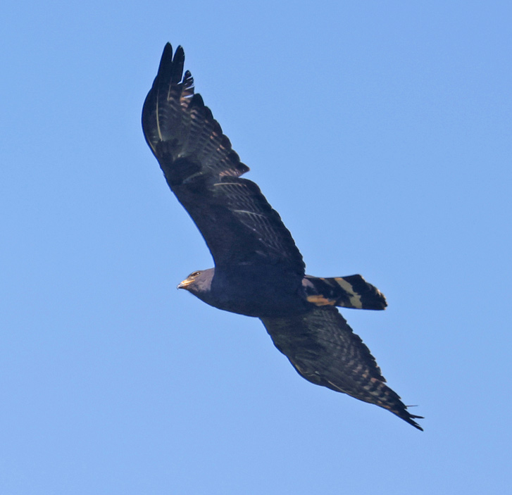 Zone-tailed Hawk