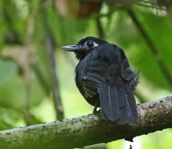 Zeledon's Antbird