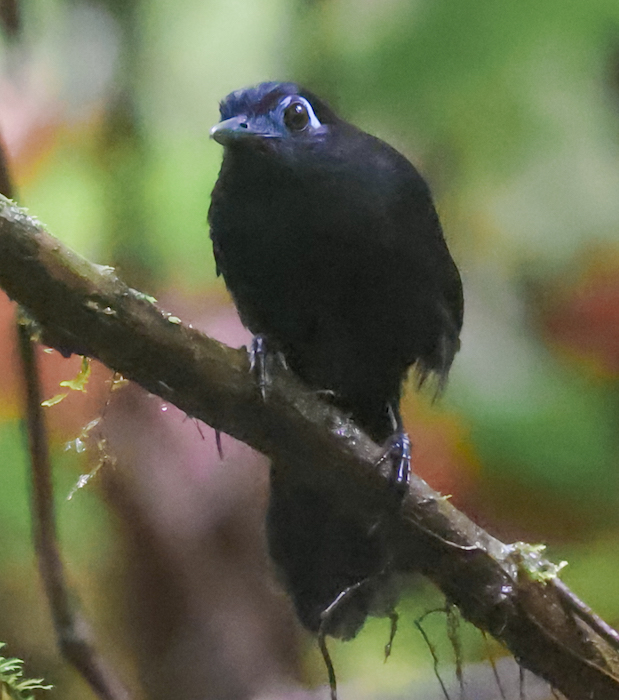 Zeledon's Antbird