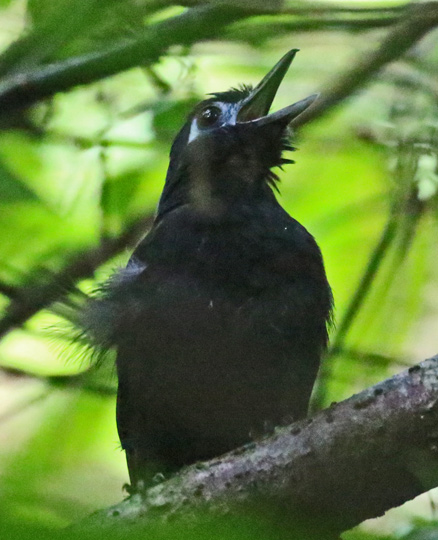 Zeledon's Antbird