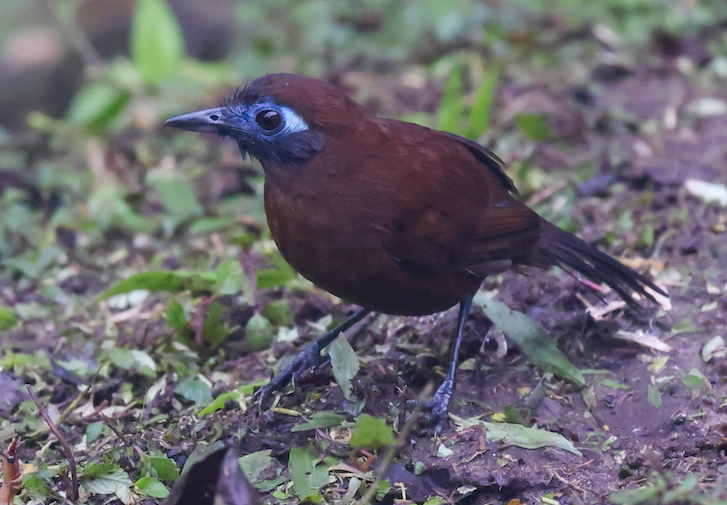 Zeledon's Antbird