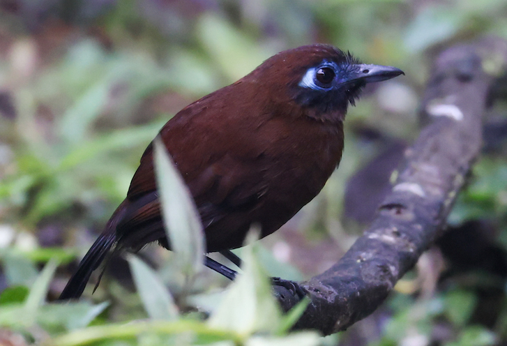 Zeledon's Antbird