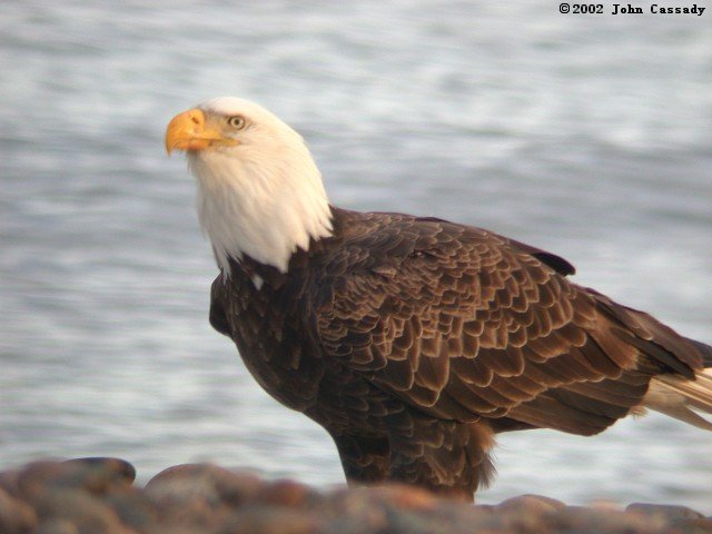 Bald Eagle