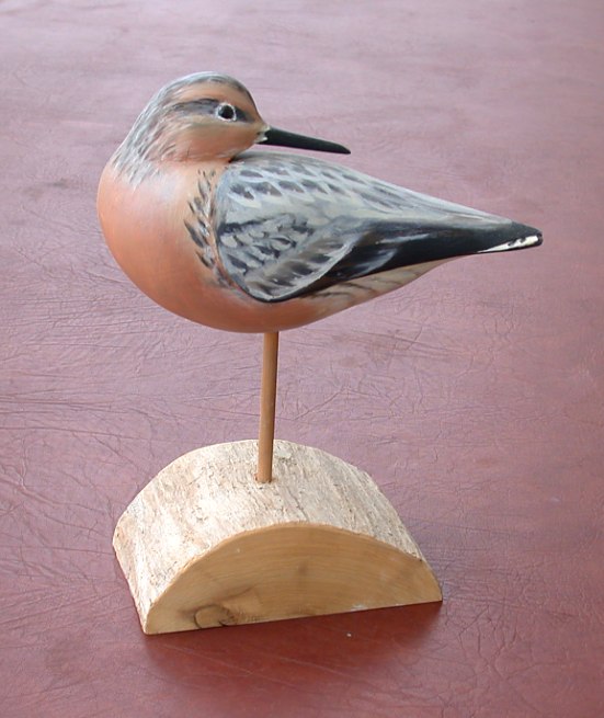 Red Knot