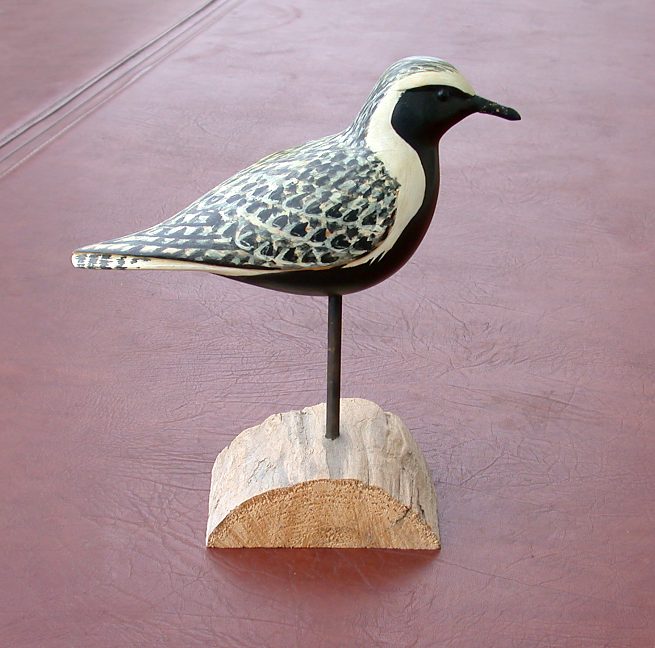 Black-bellied Plover