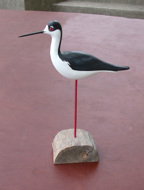 Black-necked Stilt