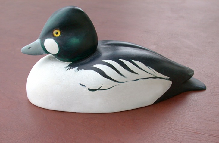 Common Goldeneye