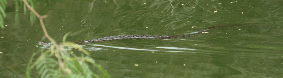 Diamond-backed Watersnake