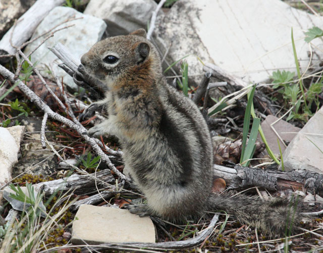 Golden-mantled Ground Squirrel
