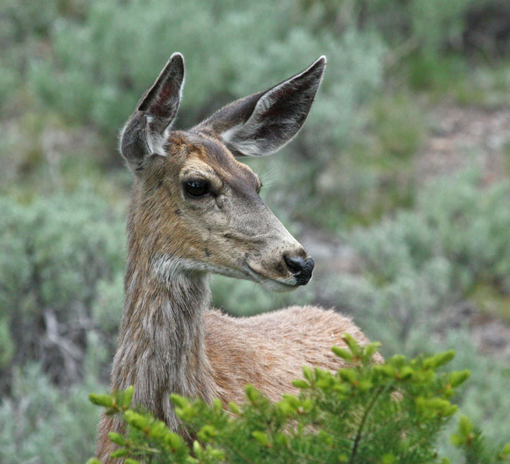 Mule Deer