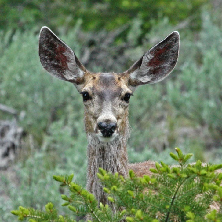 White-tailed Prairie Dog