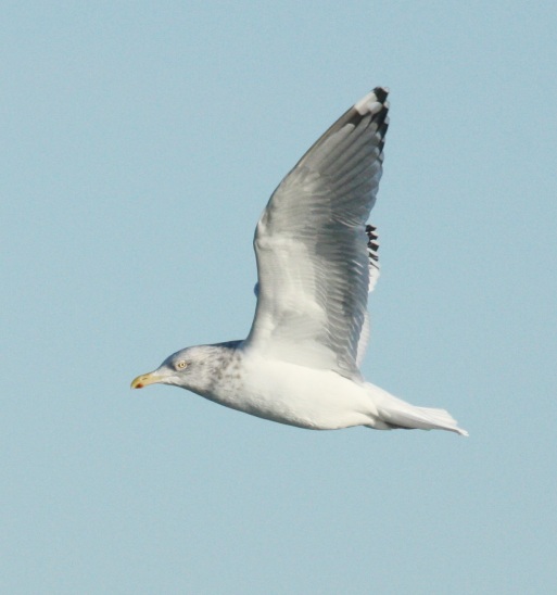 Herring Gull (Adult with limited black in the primaries)