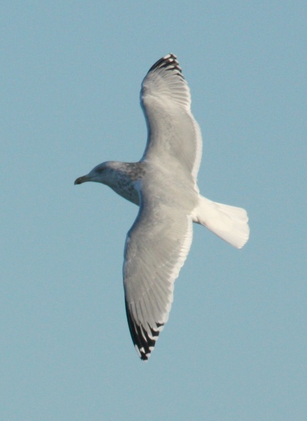 Herring Gull (Adult with limited black in the primaries)
