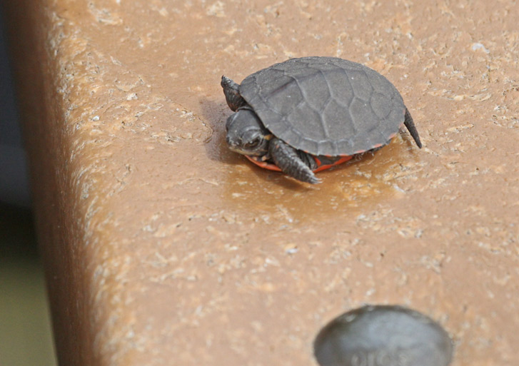 Midland Painted Turtle (juvenile)