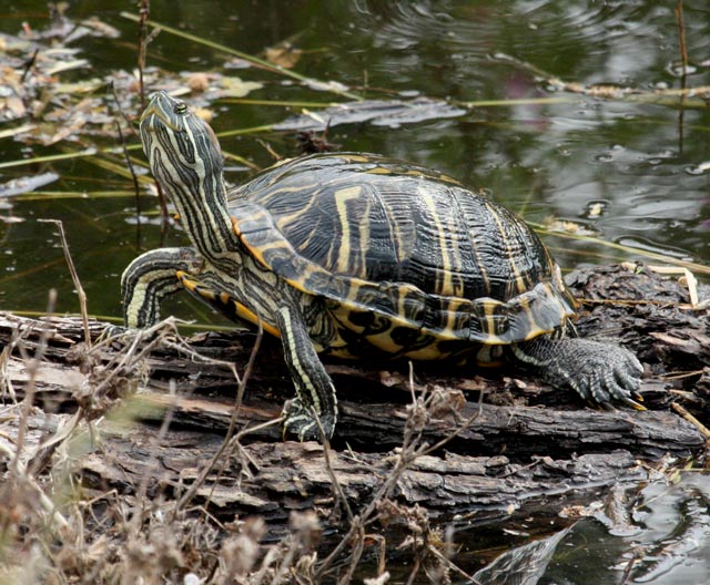 Red-eared Slider
