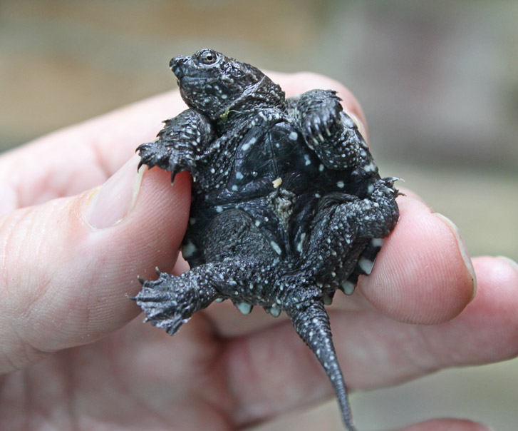 Common Snapping Turtle (juvenile)