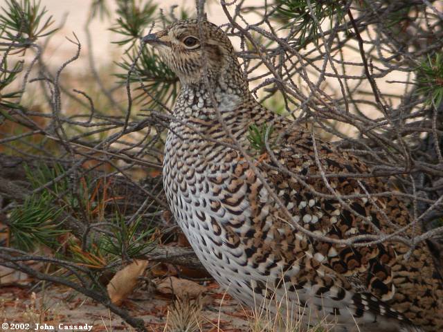 Sharp-tailed Grouse Photo 1