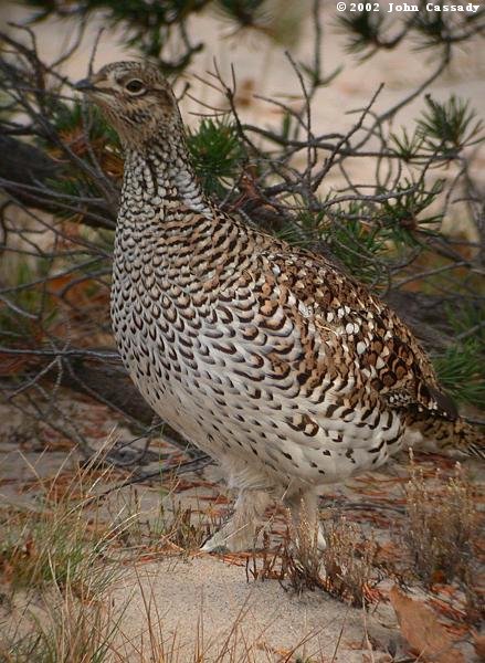 Sharp-tailed Grouse Photo 2