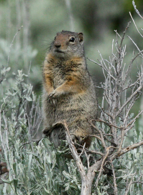 Uinta Ground Squirrel