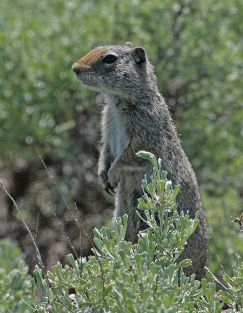 Uinta Ground Squirrel