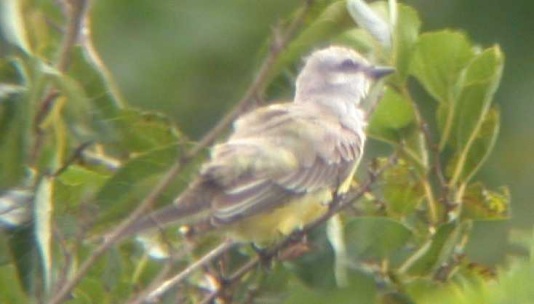 Western Kingbird